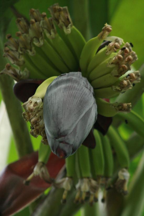 Fleur de bananes