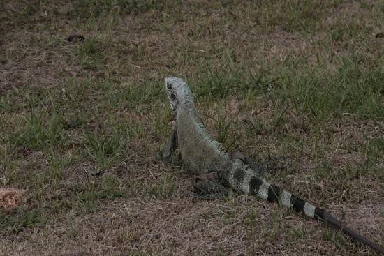 IGUANE