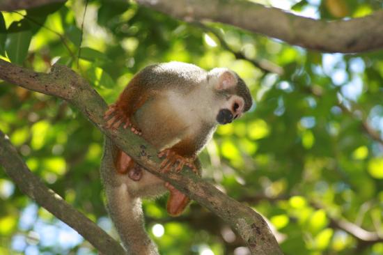 SAÏMIRI (Singe écureuil)