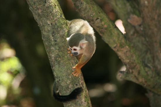 Singe écureuil (saïmiri)