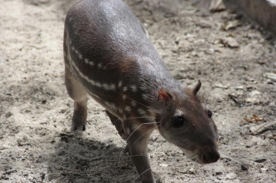 PACA AGOUTI