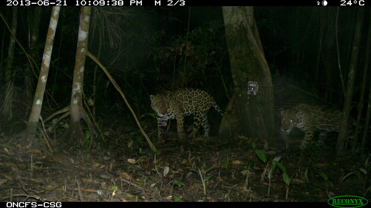 jaguars (1)